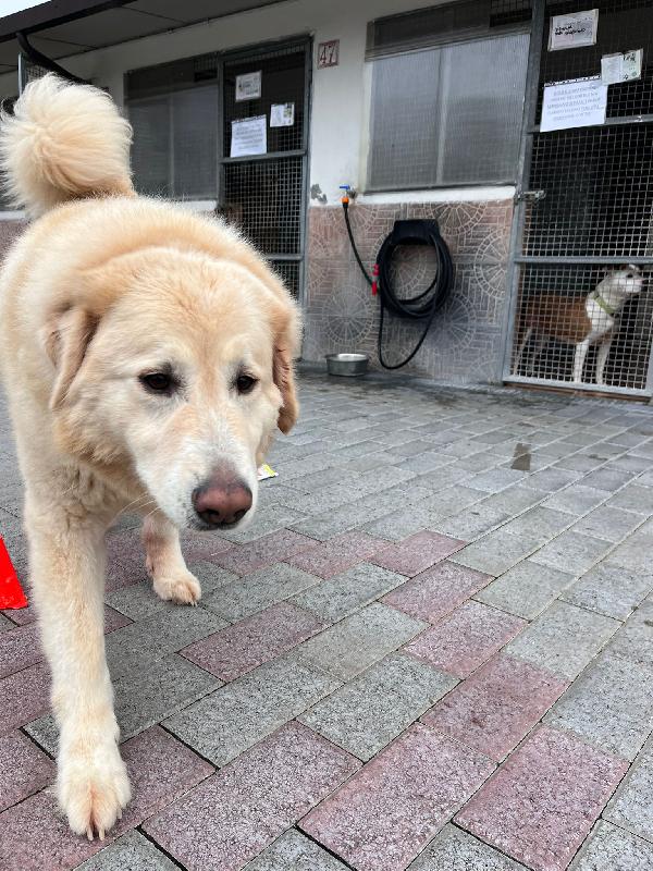 SALOMONE MAREMMANO Foto 5